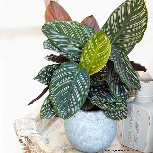 Pinstripe Calathea: Growing & Care Guide for Elegant Foliage