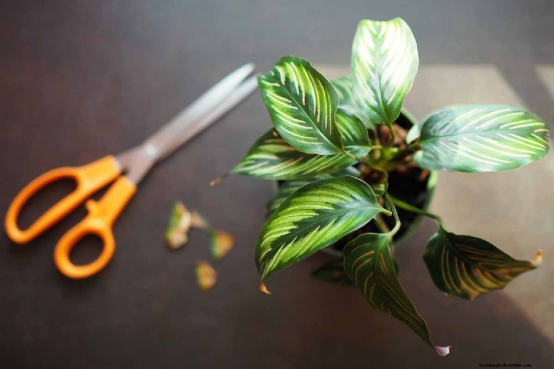 Pinstripe Calathea: Growing & Care Guide for Elegant Foliage
