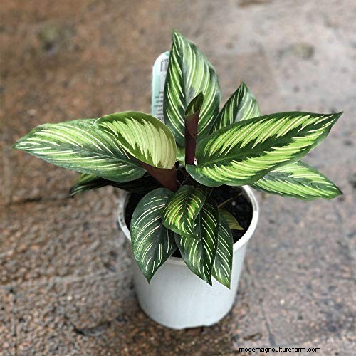 Pinstripe Calathea: Growing & Care Guide for Elegant Foliage