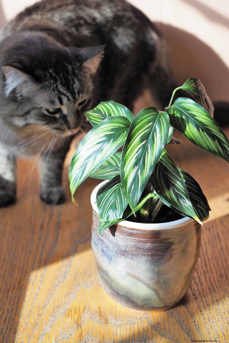 Pinstripe Calathea: Growing & Care Guide for Elegant Foliage