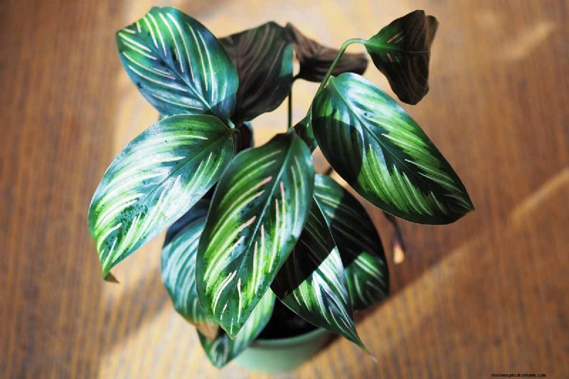 Pinstripe Calathea: Growing & Care Guide for Elegant Foliage