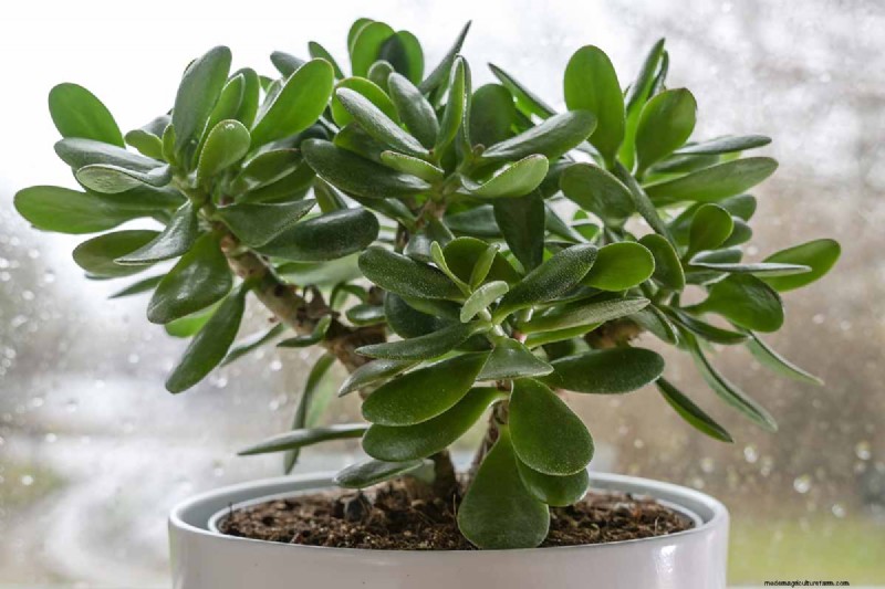 Jade Plant Care: A Comprehensive Guide to Growing Crassula ovata