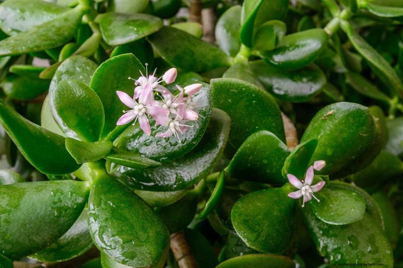 Jade Plant Care: A Comprehensive Guide to Growing Crassula ovata