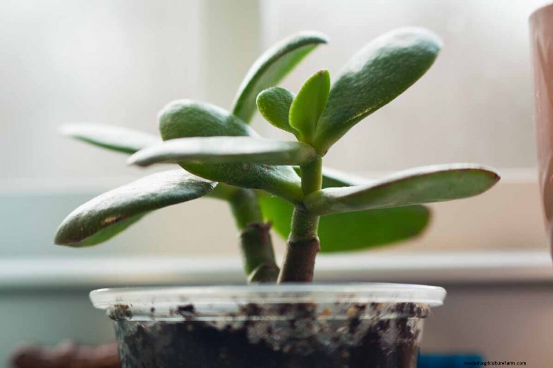 Jade Plant Care: A Comprehensive Guide to Growing Crassula ovata