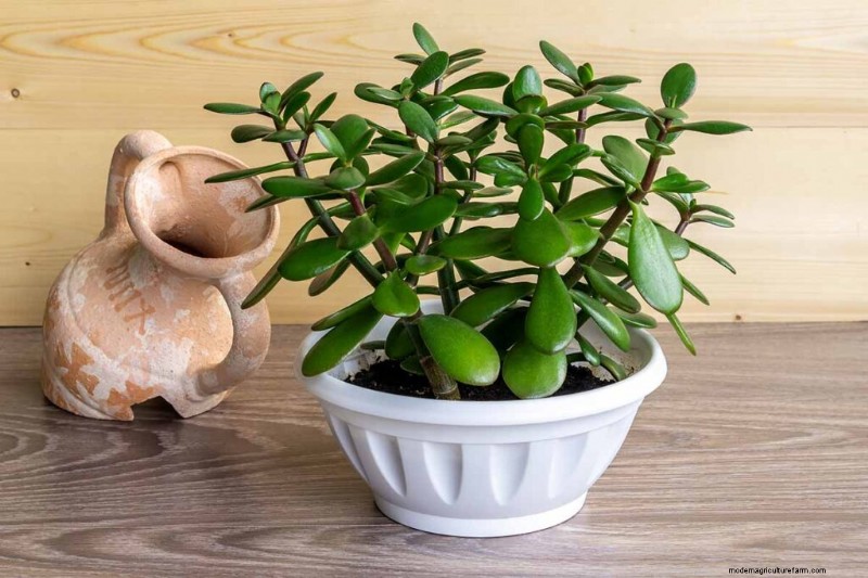 Jade Plant Care: A Comprehensive Guide to Growing Crassula ovata
