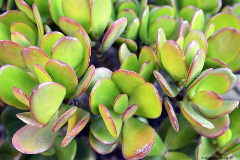 Jade Plant Care: A Comprehensive Guide to Growing Crassula ovata