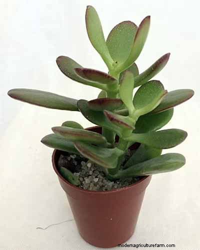 Jade Plant Care: A Comprehensive Guide to Growing Crassula ovata