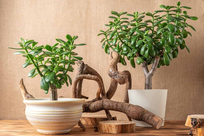 Jade Plant Care: A Comprehensive Guide to Growing Crassula ovata