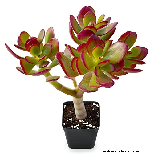 Jade Plant Care: A Comprehensive Guide to Growing Crassula ovata