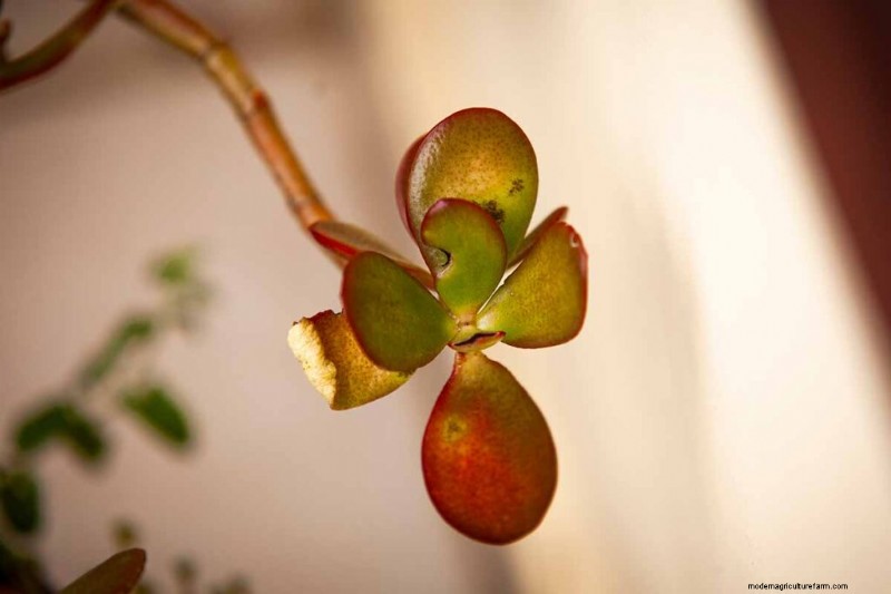 Jade Plant Care: A Comprehensive Guide to Growing Crassula ovata