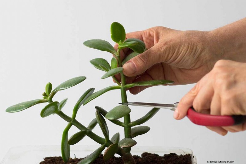Jade Plant Care: A Comprehensive Guide to Growing Crassula ovata