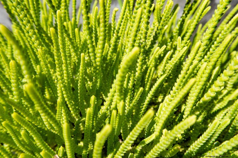 Watch Chain Crassula: Care, Growing & Propagation Guide