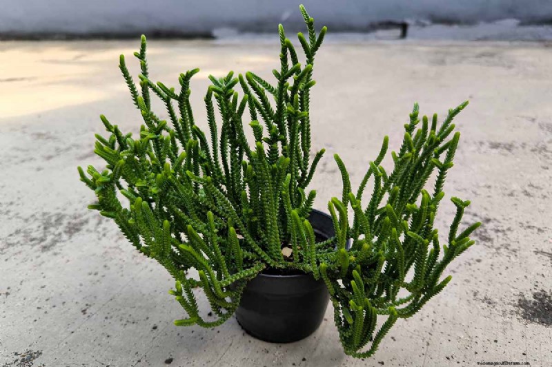 Watch Chain Crassula: Care, Growing & Propagation Guide