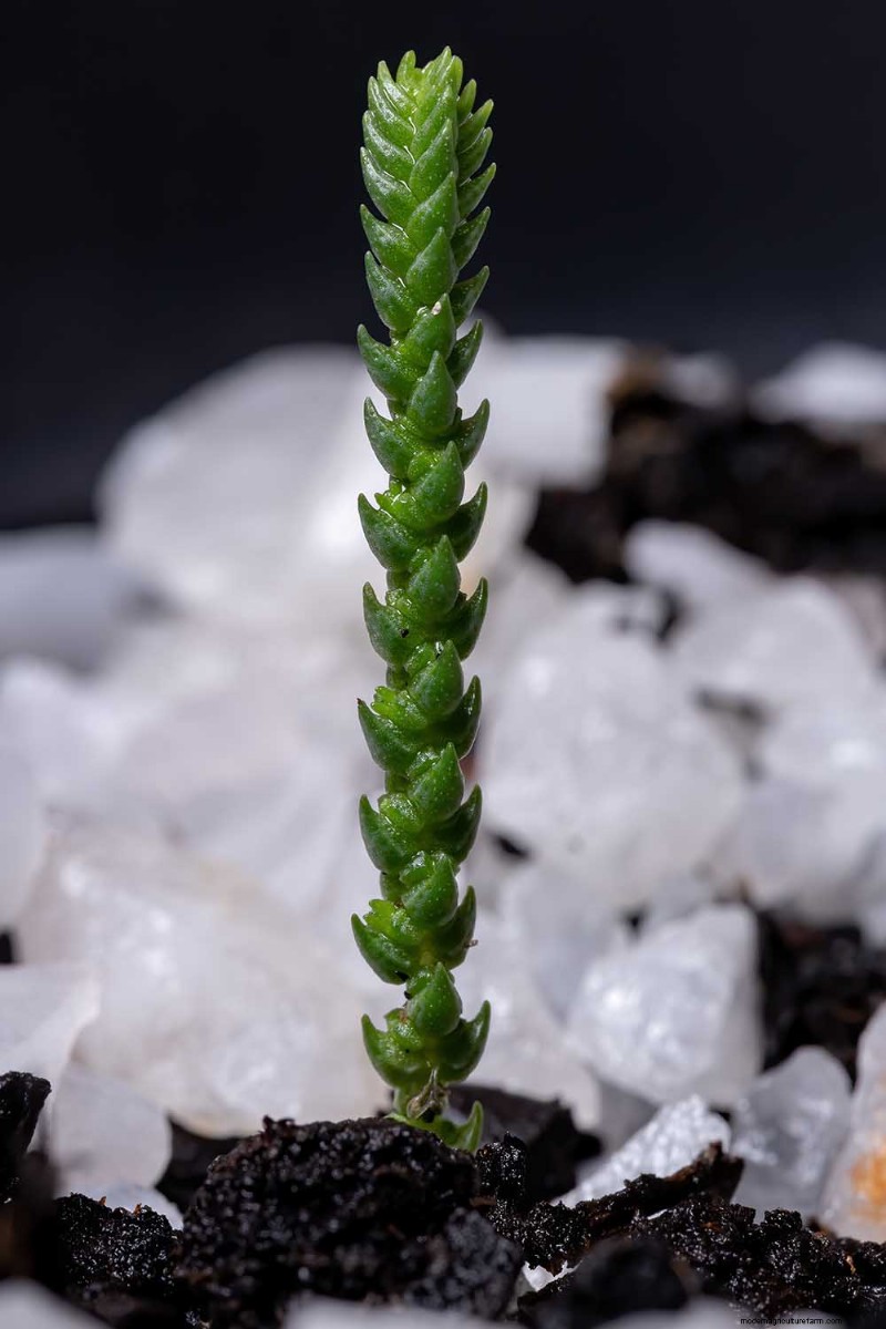 Watch Chain Crassula: Care, Growing & Propagation Guide