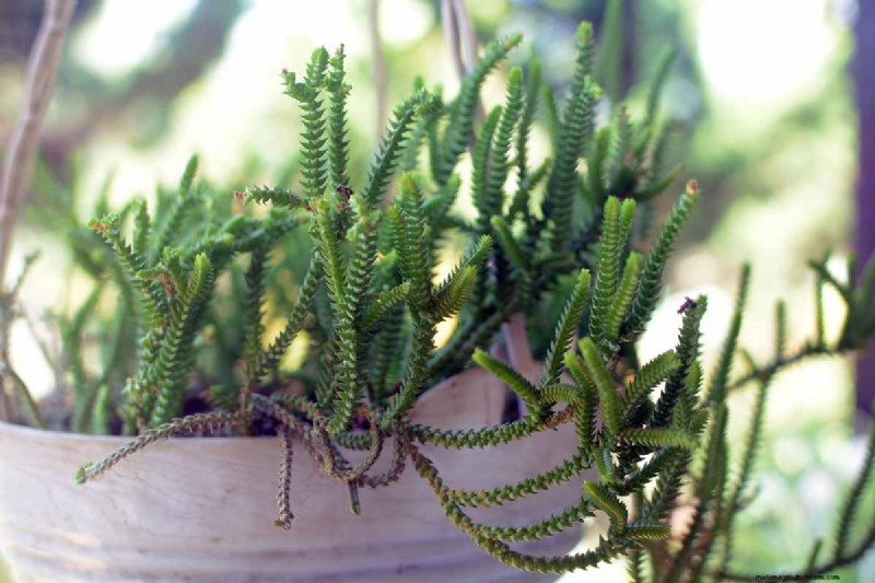 Watch Chain Crassula: Care, Growing & Propagation Guide