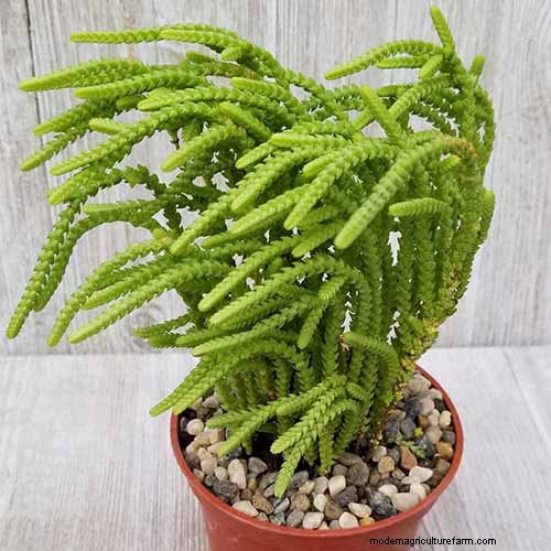 Watch Chain Crassula: Care, Growing & Propagation Guide