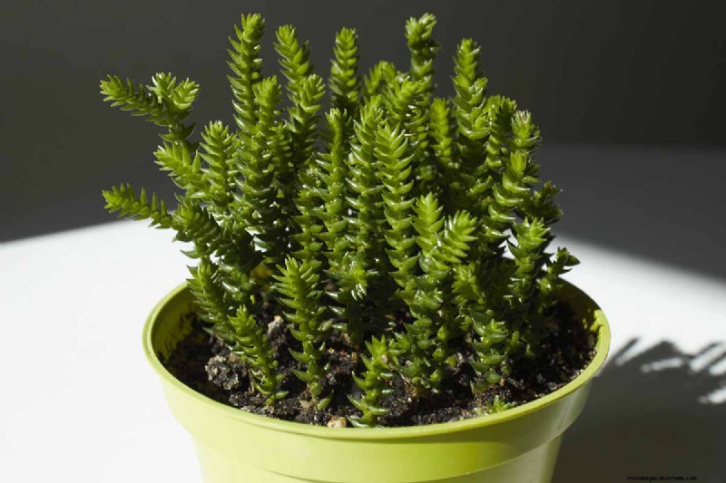 Watch Chain Crassula: Care, Growing & Propagation Guide