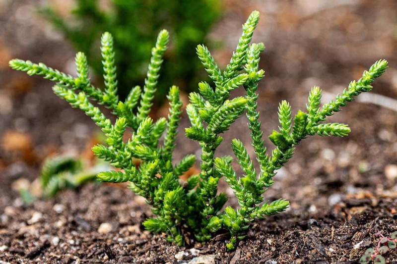 Watch Chain Crassula: Care, Growing & Propagation Guide