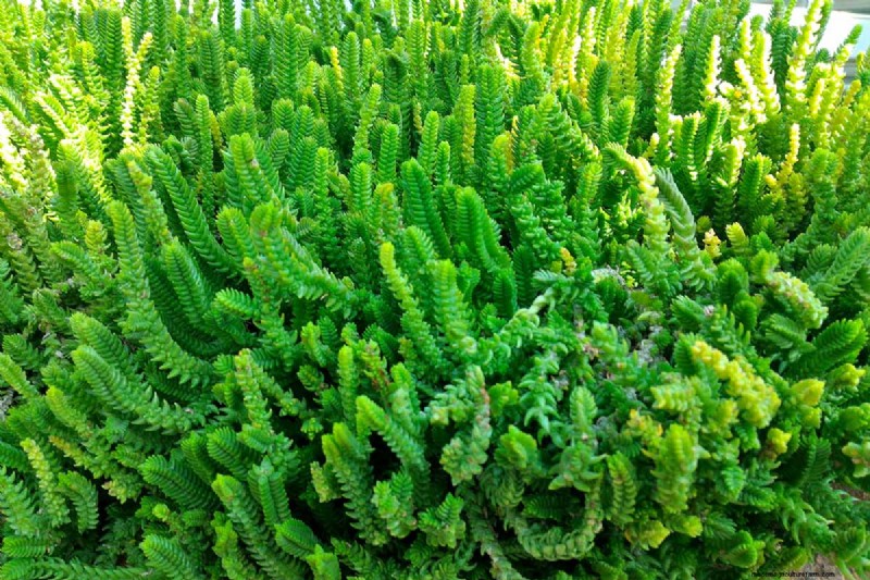 Watch Chain Crassula: Care, Growing & Propagation Guide