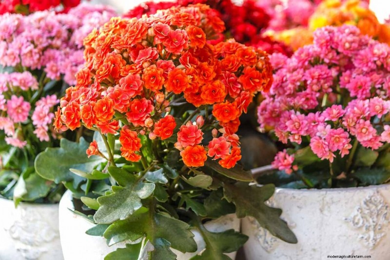 Kalanchoe Care: A Complete Guide to Growing & Thriving