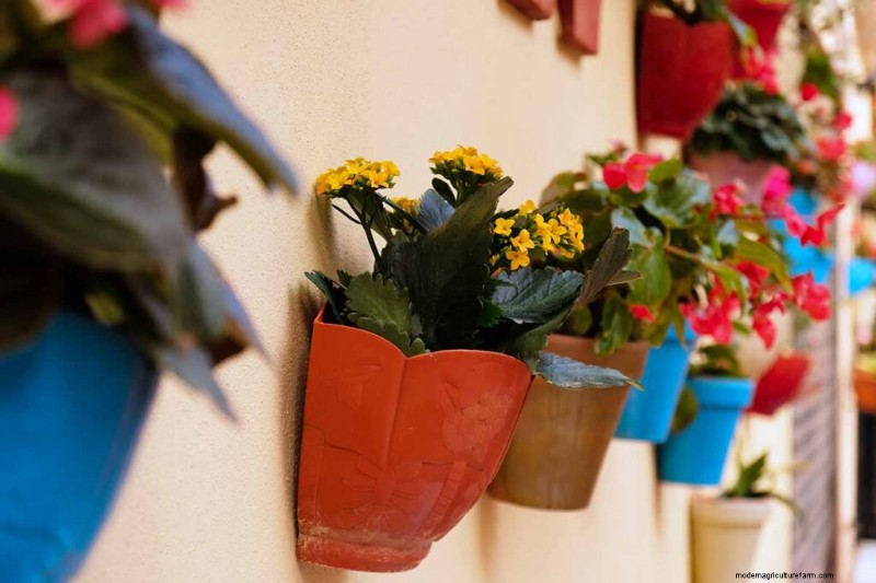 Kalanchoe Care: A Complete Guide to Growing & Thriving