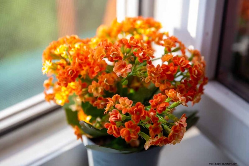 Kalanchoe Care: A Complete Guide to Growing & Thriving