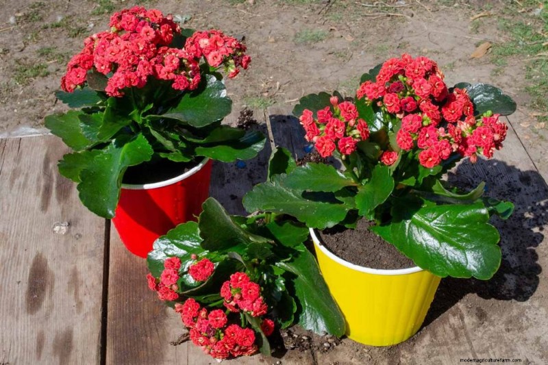 Kalanchoe Care: A Complete Guide to Growing & Thriving
