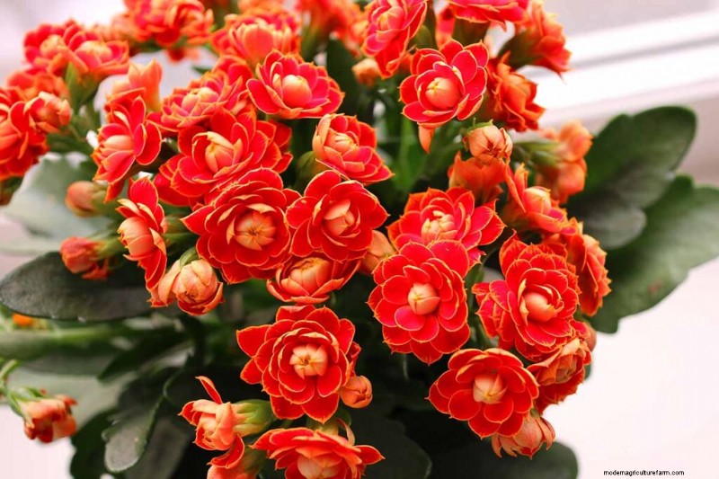 Kalanchoe Care: A Complete Guide to Growing & Thriving