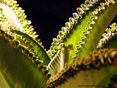 Kalanchoe Care: A Complete Guide to Growing & Thriving