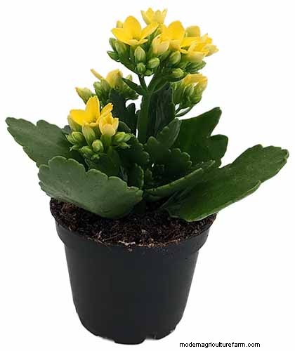 Kalanchoe Care: A Complete Guide to Growing & Thriving
