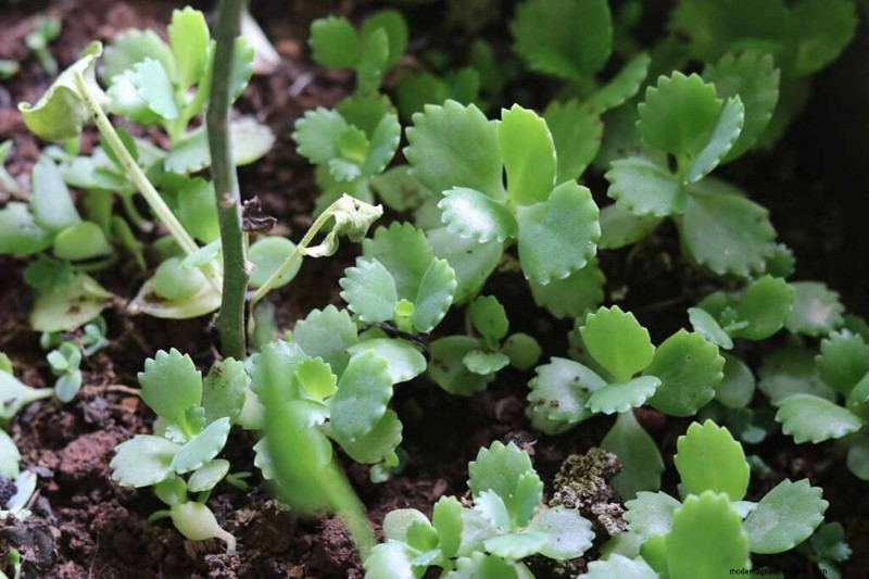 Kalanchoe Care: A Complete Guide to Growing & Thriving