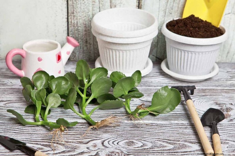 Kalanchoe Care: A Complete Guide to Growing & Thriving