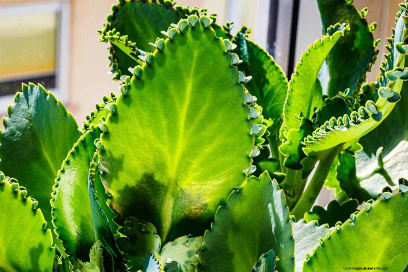 Kalanchoe Care: A Complete Guide to Growing & Thriving