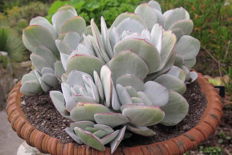 Crassula Succulents: Care Guide & Growing Tips for Jade Plants & More
