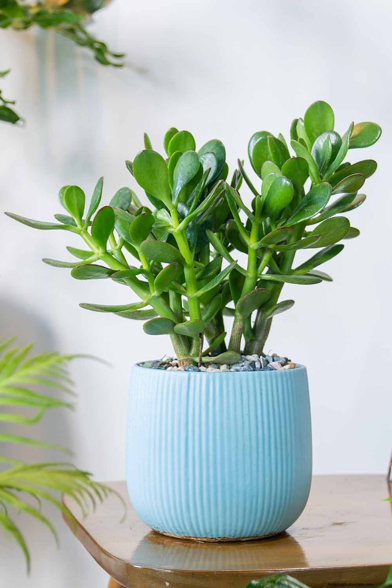 Crassula Succulents: Care Guide & Growing Tips for Jade Plants & More