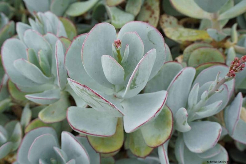 Crassula Succulents: Care Guide & Growing Tips for Jade Plants & More