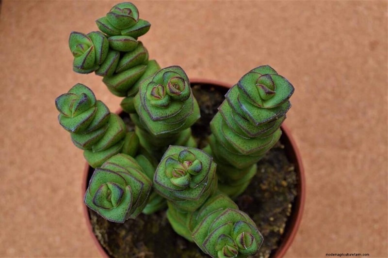 Crassula Succulents: Care Guide & Growing Tips for Jade Plants & More