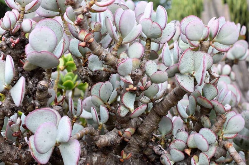 Crassula Succulents: Care Guide & Growing Tips for Jade Plants & More