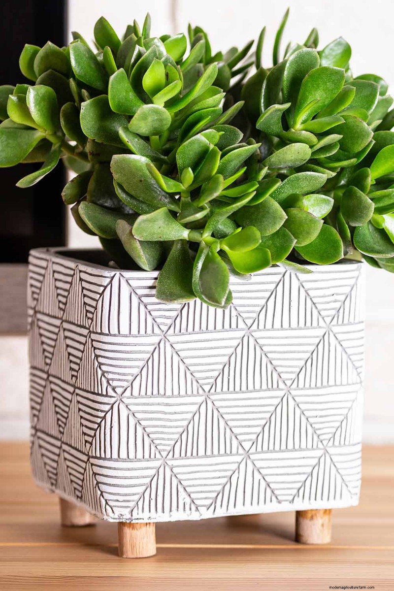 Crassula Succulents: Care Guide & Growing Tips for Jade Plants & More