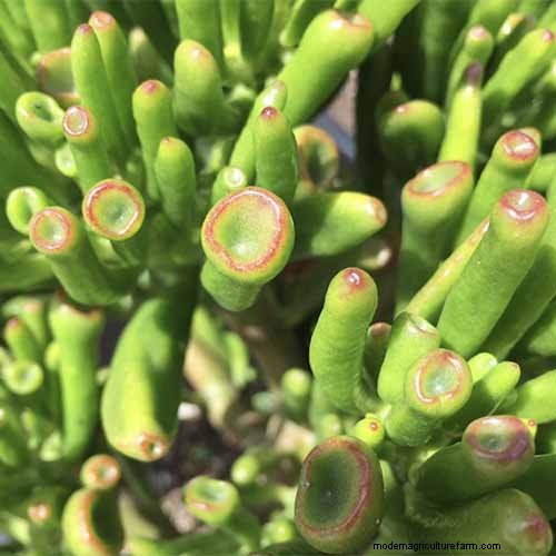 Crassula Succulents: Care Guide & Growing Tips for Jade Plants & More