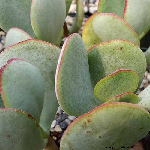 Crassula Succulents: Care Guide & Growing Tips for Jade Plants & More