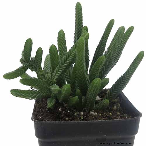 Crassula Succulents: Care Guide & Growing Tips for Jade Plants & More