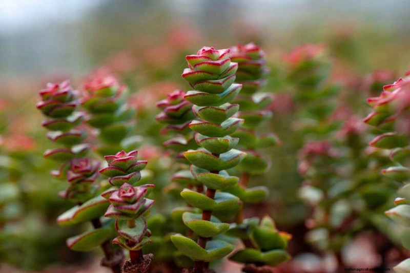 Crassula Succulents: Care Guide & Growing Tips for Jade Plants & More