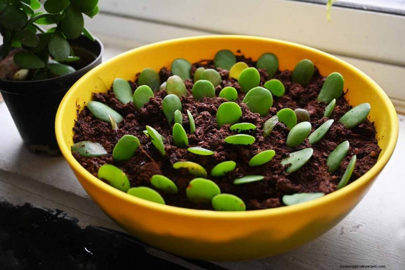 Crassula Succulents: Care Guide & Growing Tips for Jade Plants & More