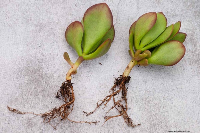 Crassula Succulents: Care Guide & Growing Tips for Jade Plants & More