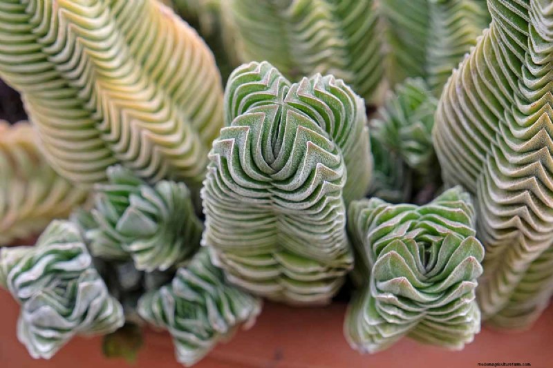 Crassula Succulents: Care Guide & Growing Tips for Jade Plants & More