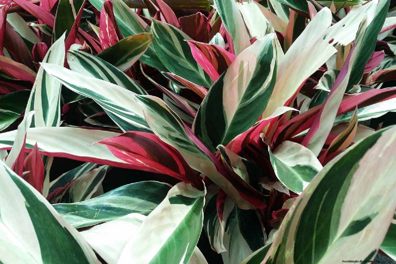 Stromanthe Triostar Care: A Comprehensive Guide to Growing Prayer Plants