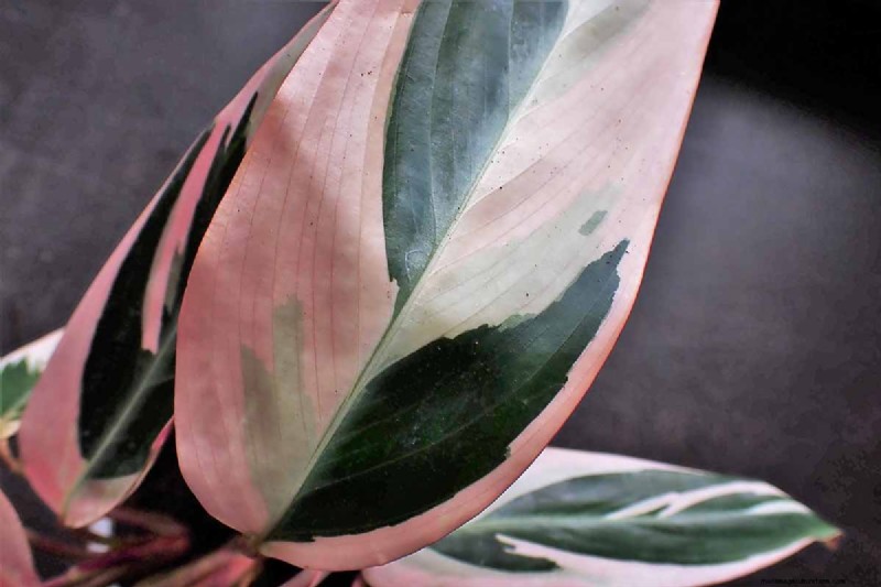 Stromanthe Triostar Care: A Comprehensive Guide to Growing Prayer Plants