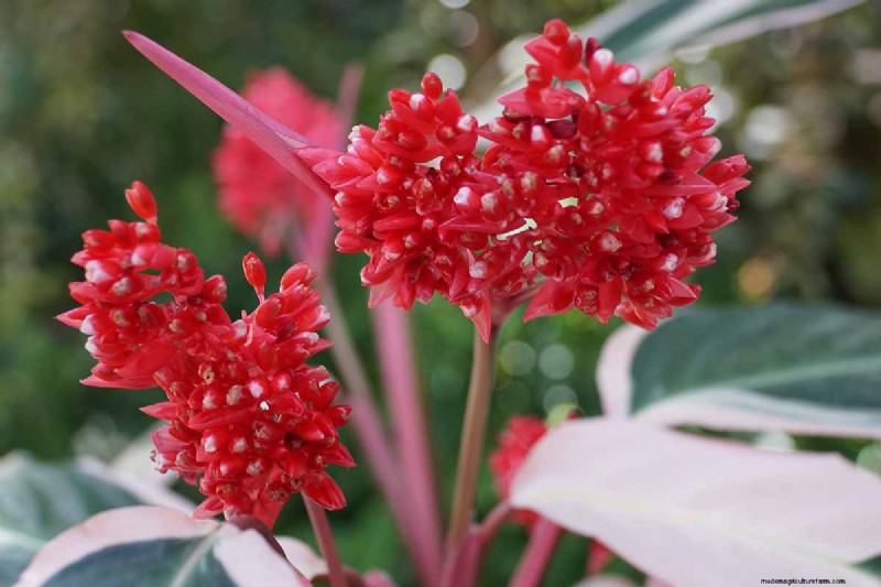 Stromanthe Triostar Care: A Comprehensive Guide to Growing Prayer Plants