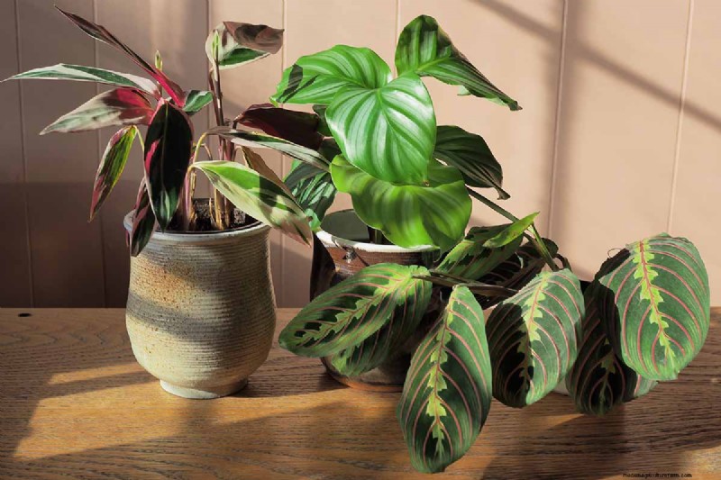 Stromanthe Triostar Care: A Comprehensive Guide to Growing Prayer Plants